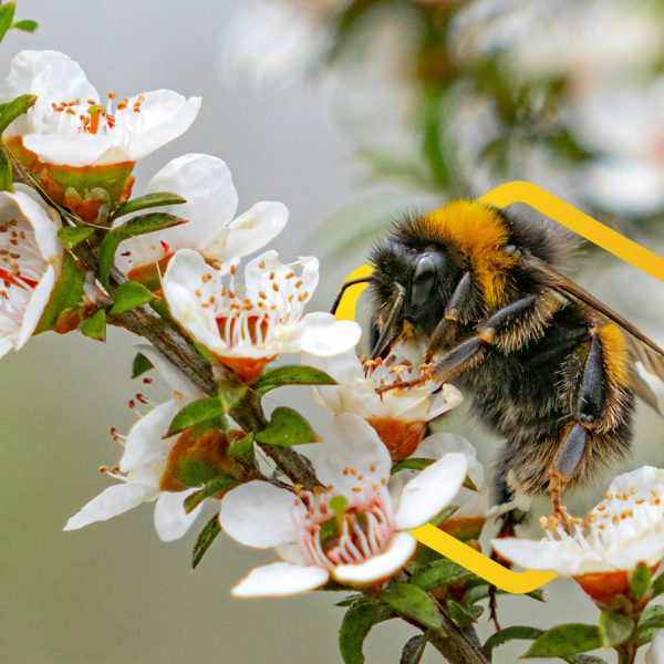 australian honey bee on white flower
