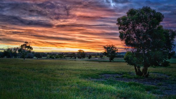 Green paddock with trees at sunset with a pink and orange sky